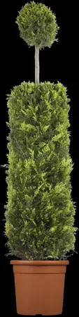Cupressocyparis l. 'Castlewellan' - 60-80 CM C5 - image 4