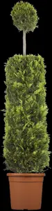 Cupressocyparis l. 'Castlewellan' - 60-80 CM C5 - image 4