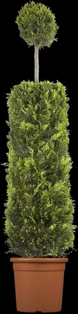 Cupressocyparis l. 'Castlewellan' - 175-200  CM C20 - image 4