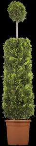 Cupressocyparis l. 'Castlewellan' - 175-200  CM C20 - image 4