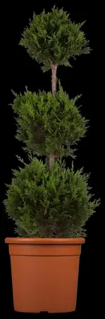 Cupressocyparis l. 'Castlewellan' - 150-175 CM RB - image 3