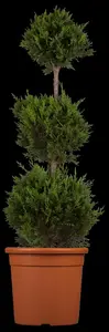 Cupressocyparis l. 'Castlewellan' - 175-200  CM C20 - image 3