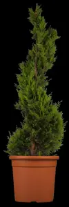 Cupressocyparis l. 'Castlewellan' - P9 - image 2