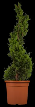 Cupressocyparis l. 'Castlewellan' - 150-175 CM RB - image 2