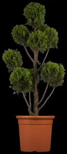 Cupressocyparis l. 'Castlewellan' - 150-175 CM RB - image 1