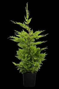 Cupressocyparis l. 'Gold Rider' - SOLITAIR 500-600 CM RB - image 2
