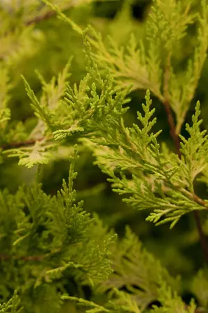 Cupressocyparis l. 'Gold Rider' - 175-200 CM C25 - image 2