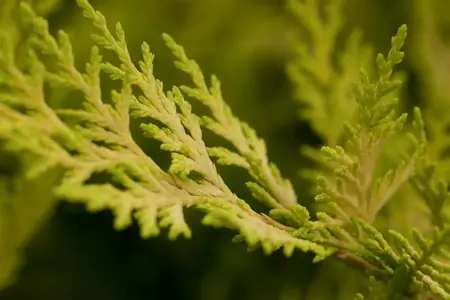 Cupressocyparis l. 'Gold Rider' - 80-100 CM RB - image 5