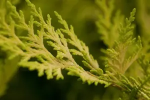 Cupressocyparis l. 'Gold Rider' - 120-140 CM RB - image 5