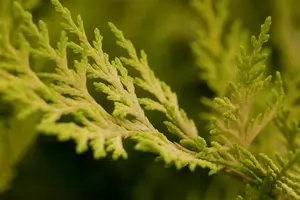 Cupressocyparis l. 'Gold Rider' - 40-50 CM C3 - image 5