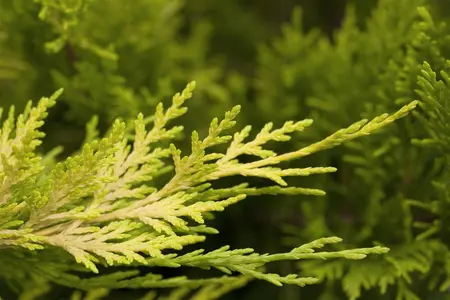 Cupressocyparis l. 'Gold Rider' - 175-200 CM C25 - image 3