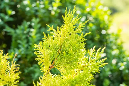 Cupressocyparis l. 'Gold Rider' - 175-200 CM C25 - image 4