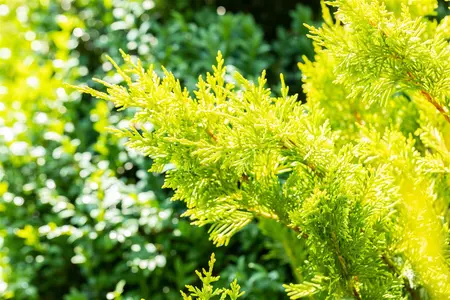 Cupressocyparis l. 'Gold Rider' - 175-200 CM C25 - image 5