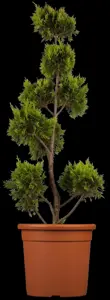 Cupressocyparis l. 'Gold Rider' - SOLITAIR 500-600 CM RB - image 3