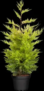 Cupressocyparis l. 'Gold Rider' - SOLITAIR 500-600 CM RB - image 4