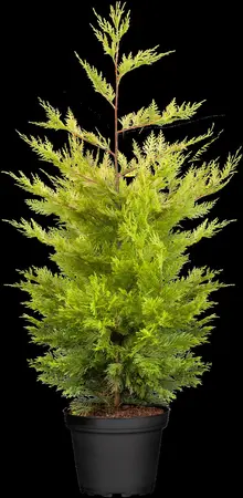 Cupressocyparis l. 'Gold Rider' - 40-50 CM C3 - image 4