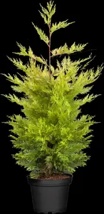 Cupressocyparis l. 'Gold Rider' - 40-50 CM C3 - image 4