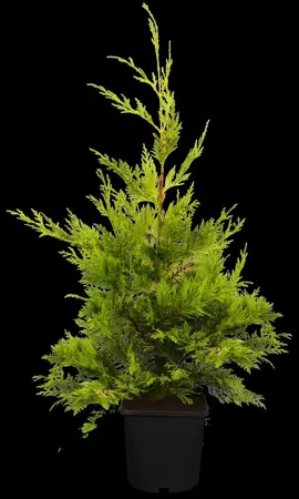 Cupressocyparis l. 'Gold Rider' - 80-100 CM RB - image 1