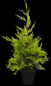 Cupressocyparis l. 'Gold Rider' - SOLITAIR 500-600 CM RB - image 1