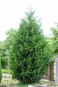 Cupressocyparis leylandii - 50-60 CM C3 - image 2