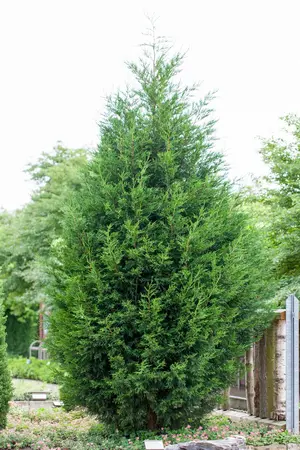 Cupressocyparis leylandii - LINERS 28 CEL TRAY P9 SIZE - image 2