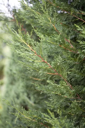 Cupressocyparis leylandii - 200-225 CM C35 - image 5
