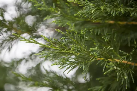 Cupressocyparis leylandii - 1.5 Ltr pot - image 4