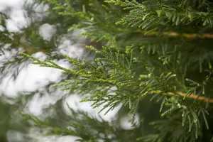 Cupressocyparis leylandii - SOLITAIR 700-800 CM RB - image 4