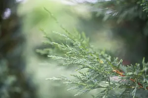 Cupressocyparis leylandii - 80-100 CM C10 - image 3