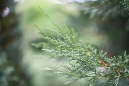 Cupressocyparis leylandii - 200-225 CM C7.5 - image 3