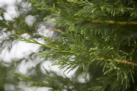 Cupressocyparis leylandii - 200-225 CM C7.5 - image 4