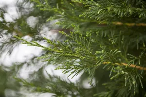 Cupressocyparis leylandii - 200-225 CM C7.5 - image 4