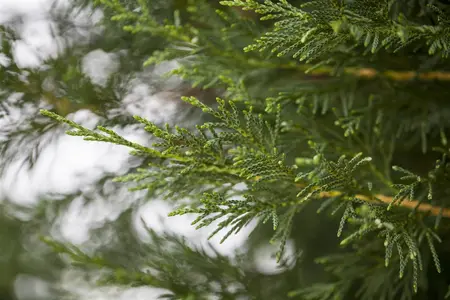 Cupressocyparis leylandii - STDS 14-16 CM RB - image 3