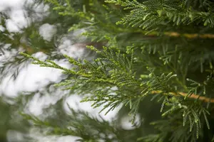 Cupressocyparis leylandii - 3 Ltr pot - image 3