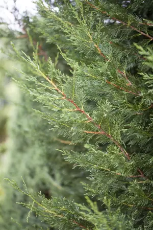 Cupressocyparis leylandii '2001' - 60-80 CM C4 CANED - image 1