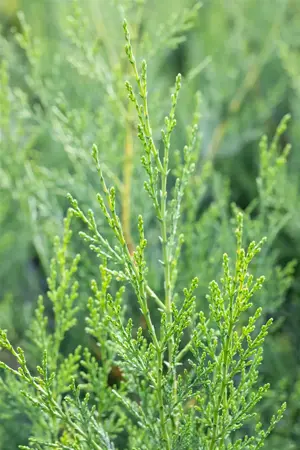 Cupressocyparis leylandii '2001' - 60-80 CM C4 CANED - image 3