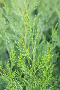 Cupressocyparis leylandii '2001' - 60-80 CM C4 CANED - image 3