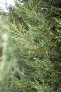 Cupressocyparis leylandii '2001'