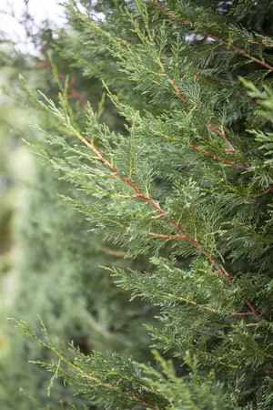 Cupressocyparis leylandii '2001' - 175-200  CM C20 - image 1