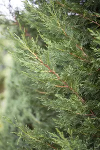 Cupressocyparis leylandii '2001' - 175-200 CM C20 - image 3