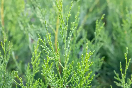 Cupressocyparis leylandii '2001' - 60-80 CM C4 CANED - image 2