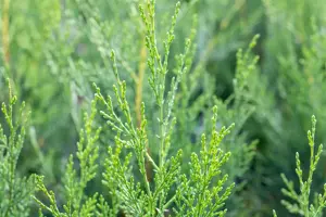 Cupressocyparis leylandii '2001' - 175-200 CM RB - image 2