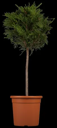 Cupressocyparis leylandii - 150-175 CM RB - image 1