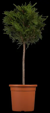 Cupressocyparis leylandii - 100-125 CM C3 + CANE - image 1