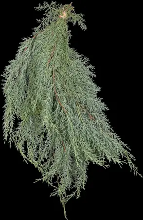 Cupressus arizonica 'Glauca' - 80-100 CM C5