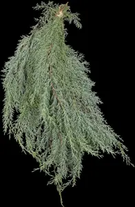 Cupressus arizonica 'Glauca'