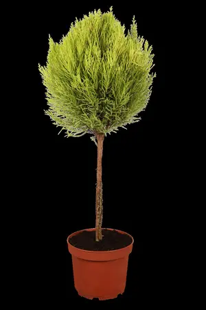 Cupressus m. 'Goldcrest' - P9 - image 1