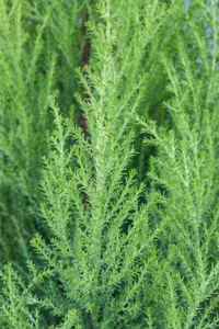 Cupressus m. 'Goldcrest' - 175-200 CM C20 - image 2