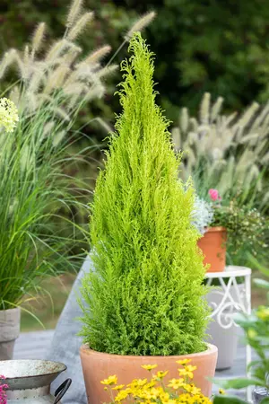 Cupressus m. 'Goldcrest' - 175-200 CM C20 - image 3