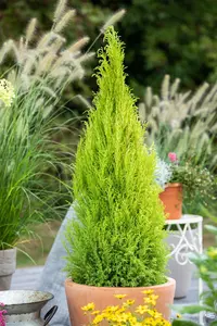 Cupressus m. 'Goldcrest' - 175-200 CM C20 - image 3